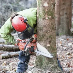Jak uzyskać pozwolenie na wycięcie drzewa - uniknij problemów prawnych