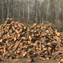 Jak zapobiec wycince drzew i chronić naturę przed zagładą