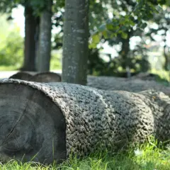 Co z wycinka drzew? Skutki dla środowiska i przepisy prawne