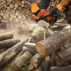 Ile bierze pilarz za wycięcie drzewa? Sprawdź, co wpływa na ceny