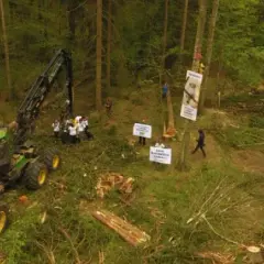 Obszar leśny na którym wycięto drzewa - skutki i zagrożenia dla ekosystemu