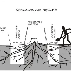 Ilustracja pokazuje ręczne karczowanie drzewa: odkrywanie korzeni, podcinanie i usuwanie korzeni. Człowiek z łopatą kopie wykop.