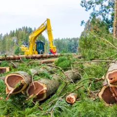Jak zgłosić wycinkę drzew i uniknąć problemów z prawem