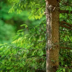 Co grozi za wycięcie drzewa bez zezwolenia? Sprawdź kary i konsekwencje