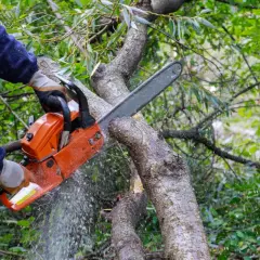 Arborysta w rękawicach tnie piłą łańcuchową grubą gałąź drzewa. Wokół latają trociny.