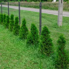 Młode tuje wzdłuż siatkowego ogrodzenia, idealne do nauki jak formować tuje, by stworzyć zielony żywopłot.
