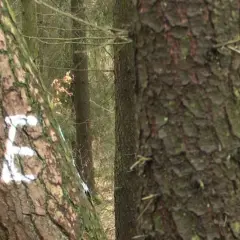 Jak oznacza się drzewa do wycinki? Zobacz, jakie oznaczenia są używane