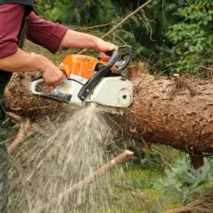 Jakie powody wycinki drzew można podać, aby uniknąć problemów?