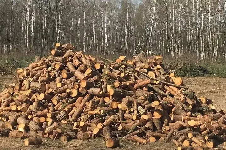 Jak zapobiec wycince drzew i chronić naturę przed zagładą