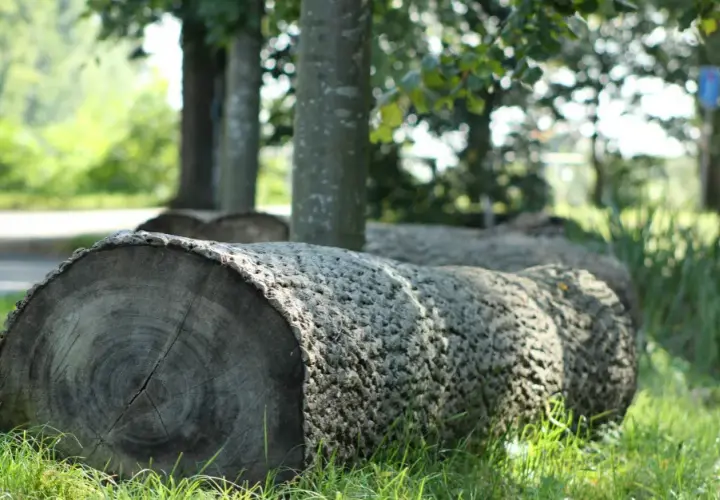 Co z wycinka drzew? Skutki dla środowiska i przepisy prawne