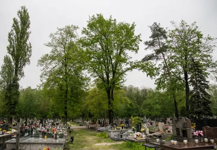 Jak napisać podanie o wycięcie drzewa na cmentarzu, aby uniknąć problemów