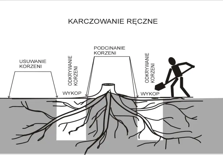Ilustracja pokazuje ręczne karczowanie drzewa: odkrywanie korzeni, podcinanie i usuwanie korzeni. Człowiek z łopatą kopie wykop.