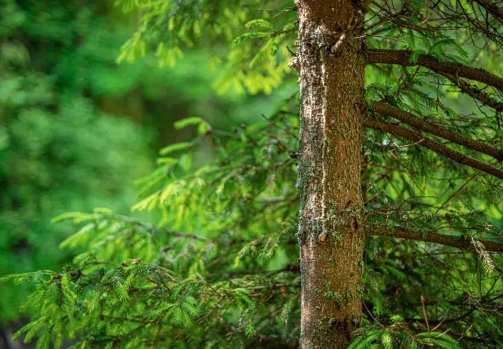 Co grozi za wycięcie drzewa bez zezwolenia? Sprawdź kary i konsekwencje