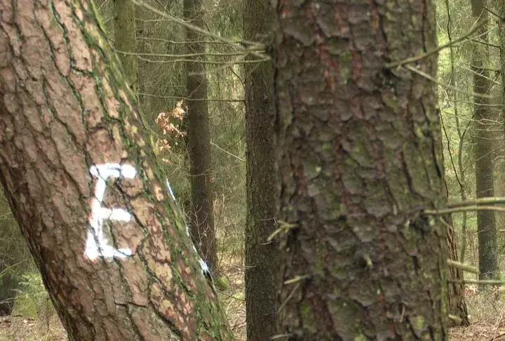 Jak oznacza się drzewa do wycinki? Zobacz, jakie oznaczenia są używane