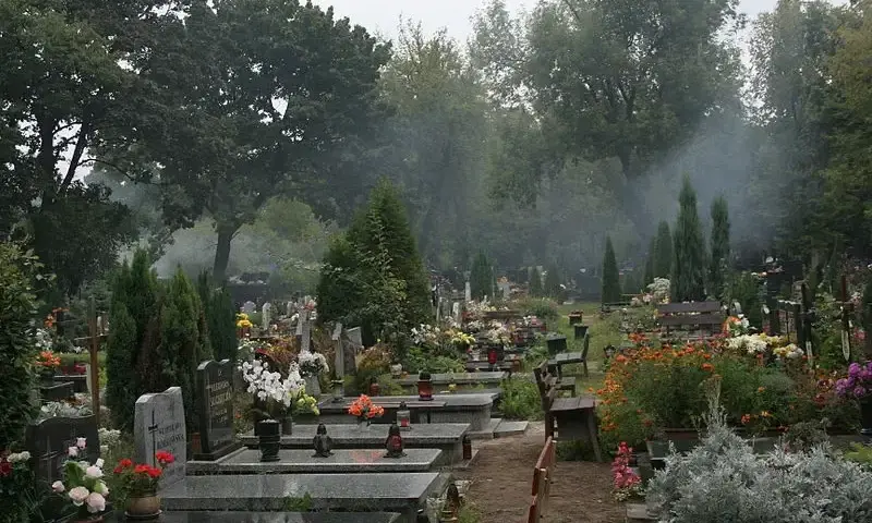 Kto płaci za wycinkę drzew na cmentarzu? Poznaj ważne zasady