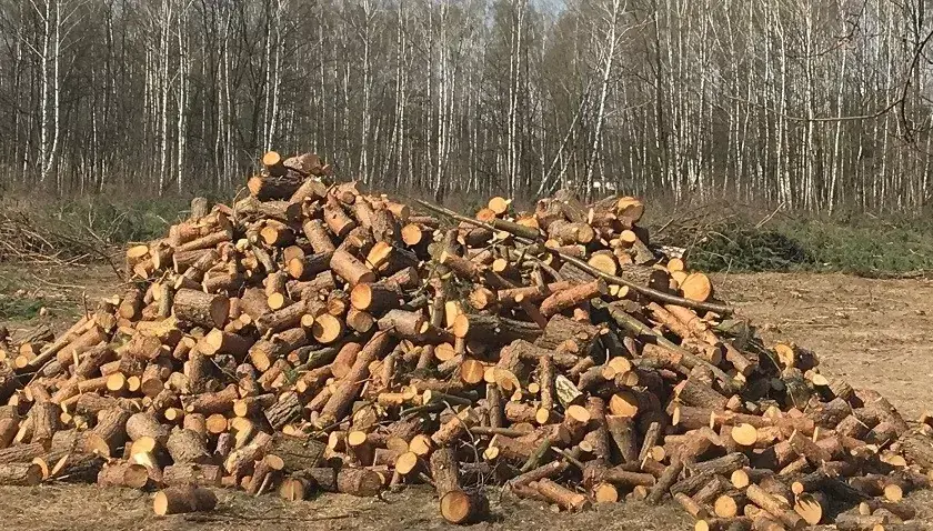 Jak zapobiec wycince drzew i chronić naturę przed zagładą