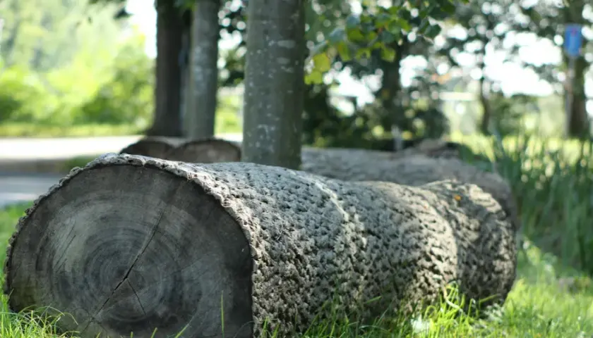 Co z wycinka drzew? Skutki dla środowiska i przepisy prawne