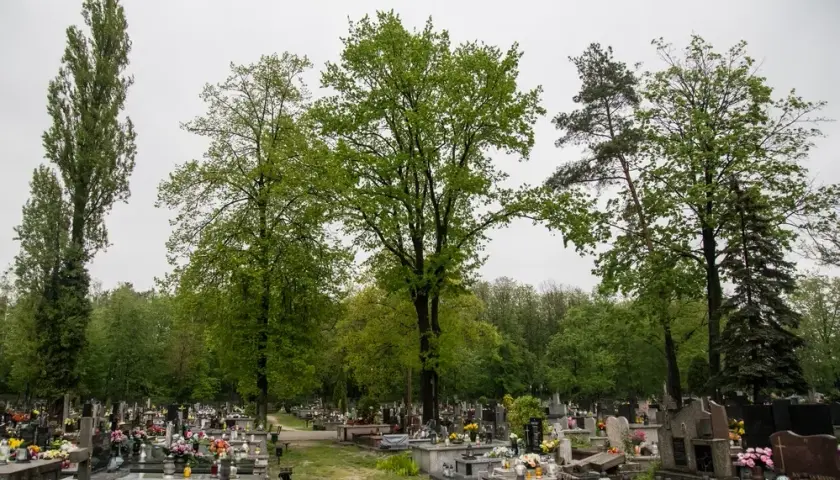 Jak napisać podanie o wycięcie drzewa na cmentarzu, aby uniknąć problemów
