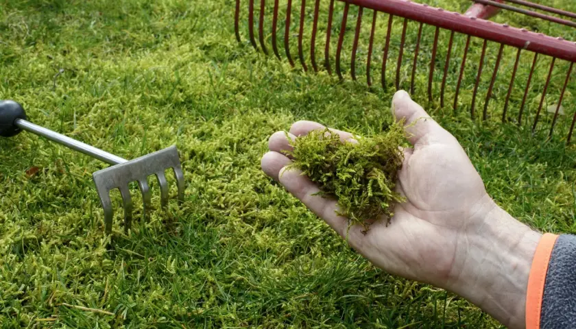 Dłoń trzyma mech, obok grabie. Czas pozbyć się mchu z trawnika i przywrócić mu piękny wygląd.