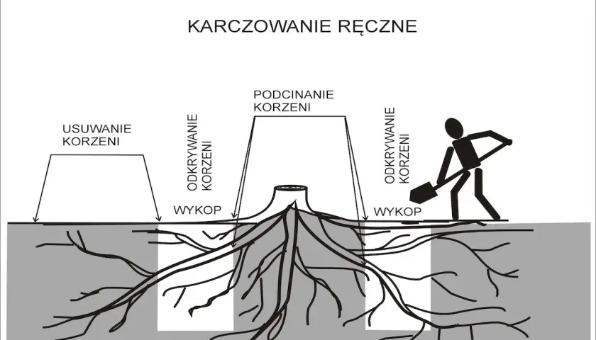Ilustracja pokazuje ręczne karczowanie drzewa: odkrywanie korzeni, podcinanie i usuwanie korzeni. Człowiek z łopatą kopie wykop.