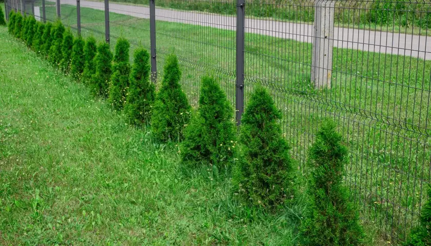 Młode tuje wzdłuż siatkowego ogrodzenia, idealne do nauki jak formować tuje, by stworzyć zielony żywopłot.