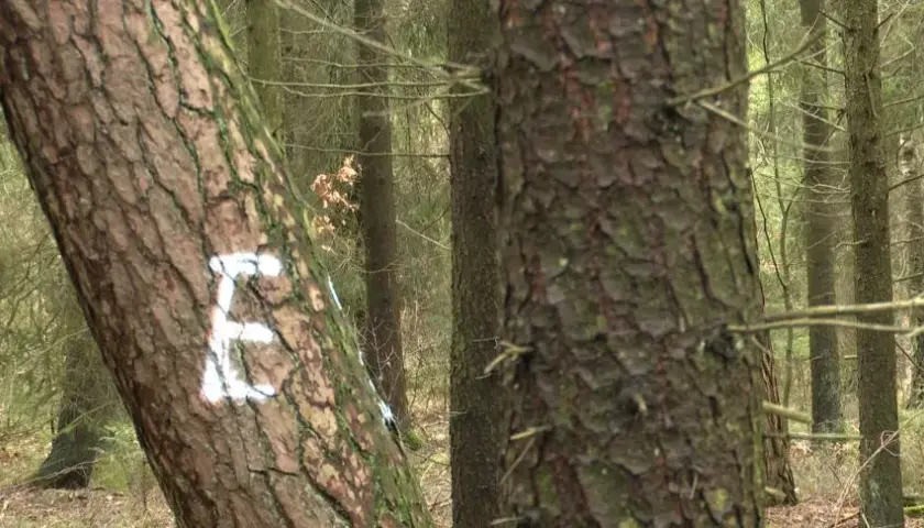 Jak oznacza się drzewa do wycinki? Zobacz, jakie oznaczenia są używane