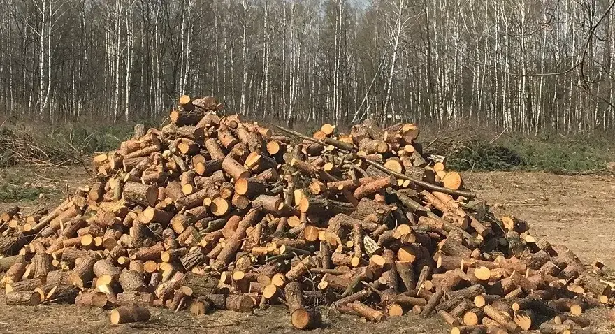 Jak zapobiec wycince drzew i chronić naturę przed zagładą