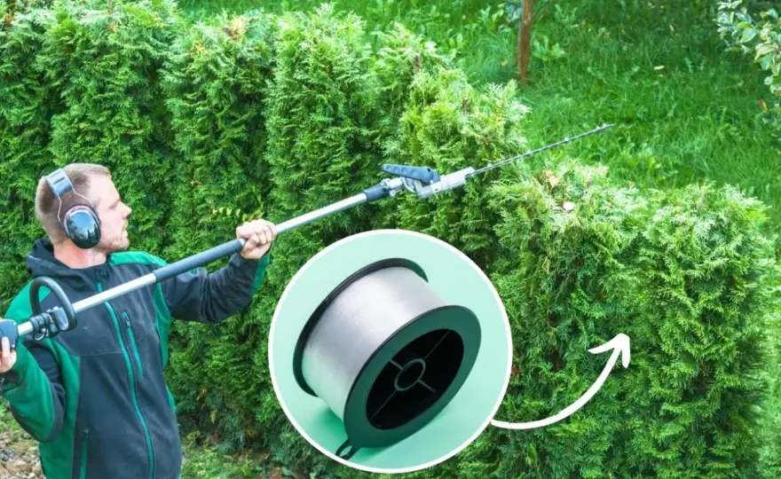 Przycinanie tui od dołu - jak zagęścić żywopłot?