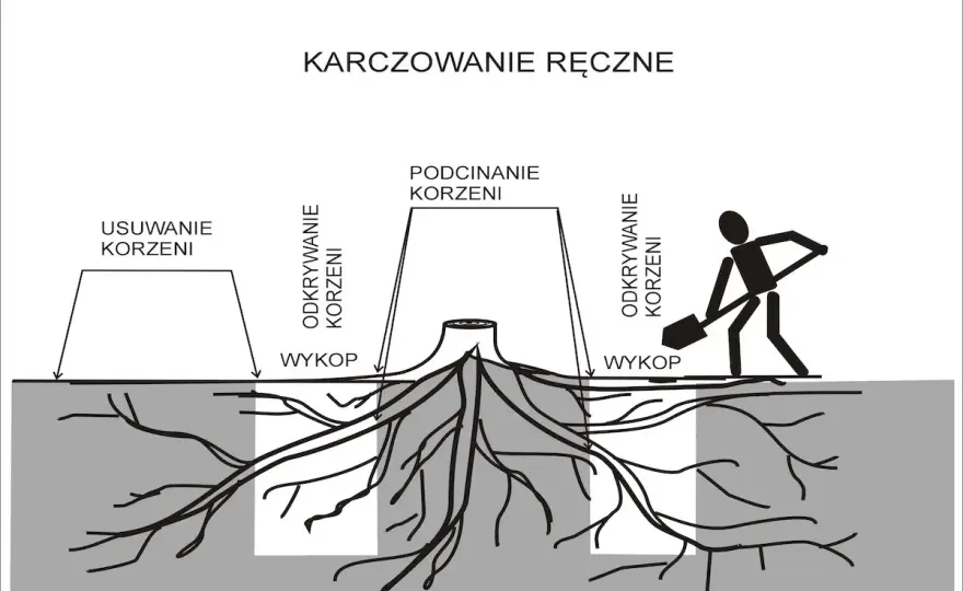 Usuwanie korzeni drzew - Frezować czy kopać? Poradnik