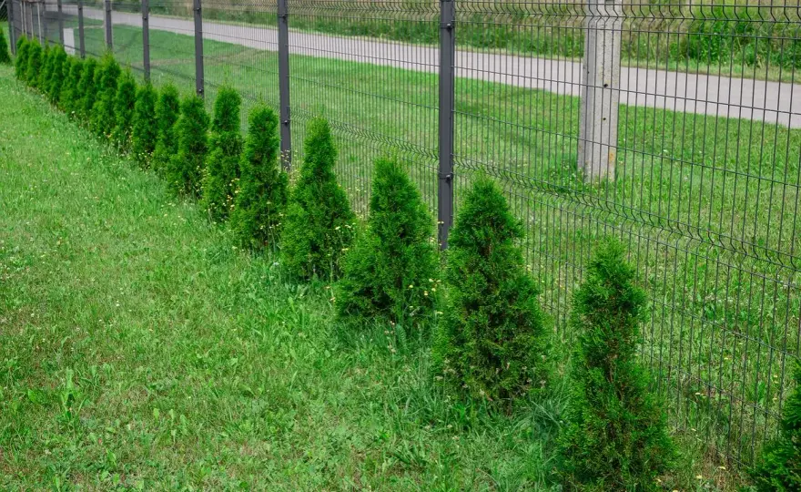 Jak formować tuje? Tnij, by rosły gęsto i bez prześwitów!