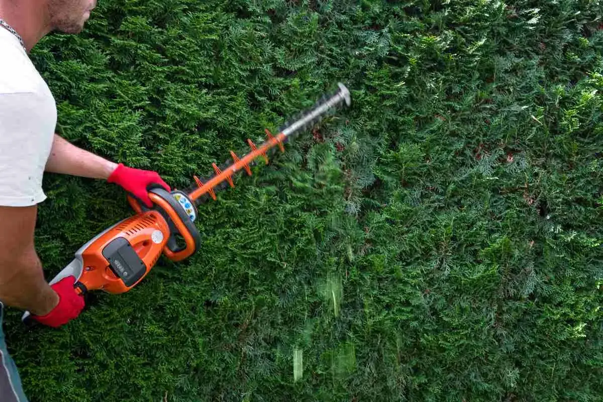 Mężczyzna w czerwonych rękawiczkach przycina żywopłot z tui szmaragdowych. Idealny czas na przycinanie tui szmaragdowych, by zachować ich piękny kształt.