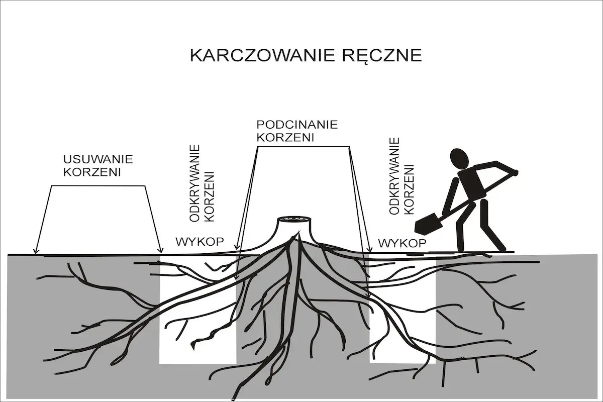 Ilustracja pokazuje ręczne karczowanie drzewa: odkrywanie korzeni, podcinanie i usuwanie korzeni. Człowiek z łopatą kopie wykop.