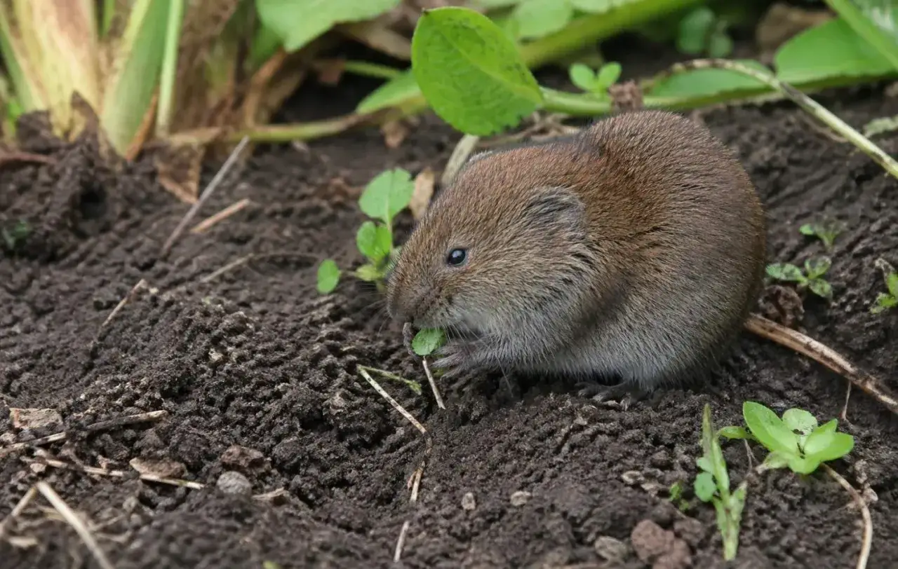 Mały karczownik żeruje na ziemi, obok swoich kopców.