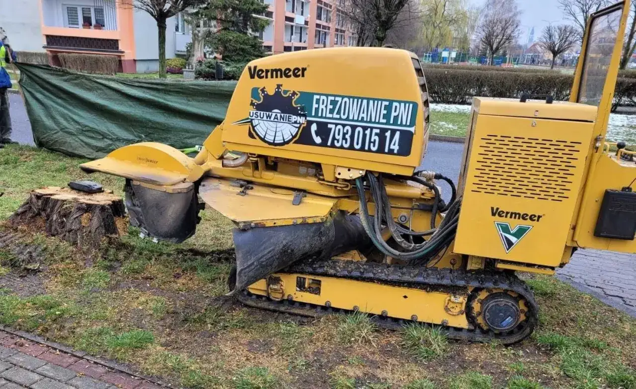 Żółta frezarka Vermeer w akcji, usuwanie korzeni drzew po wycince. Maszyna z gąsienicami i tarczą tnącą pracuje przy pniu.