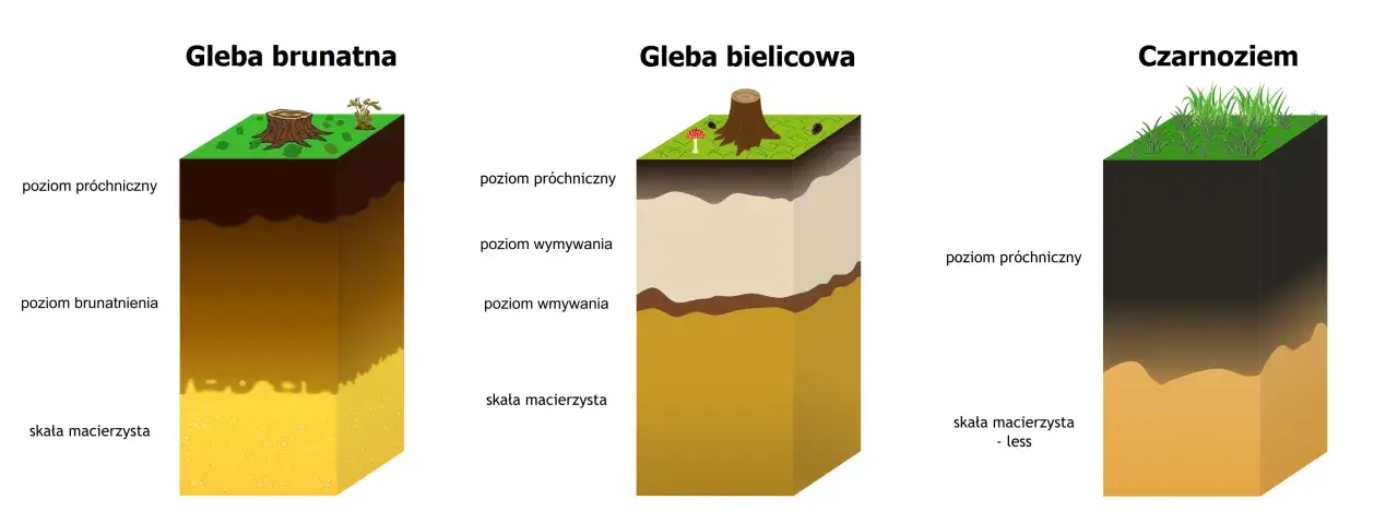 Porównanie profili glebowych: brunatnej, bielicowej i czarnoziemu. Różnice w warstwach gleby wpływają na to, ile waży metr sześcienny ziemi.