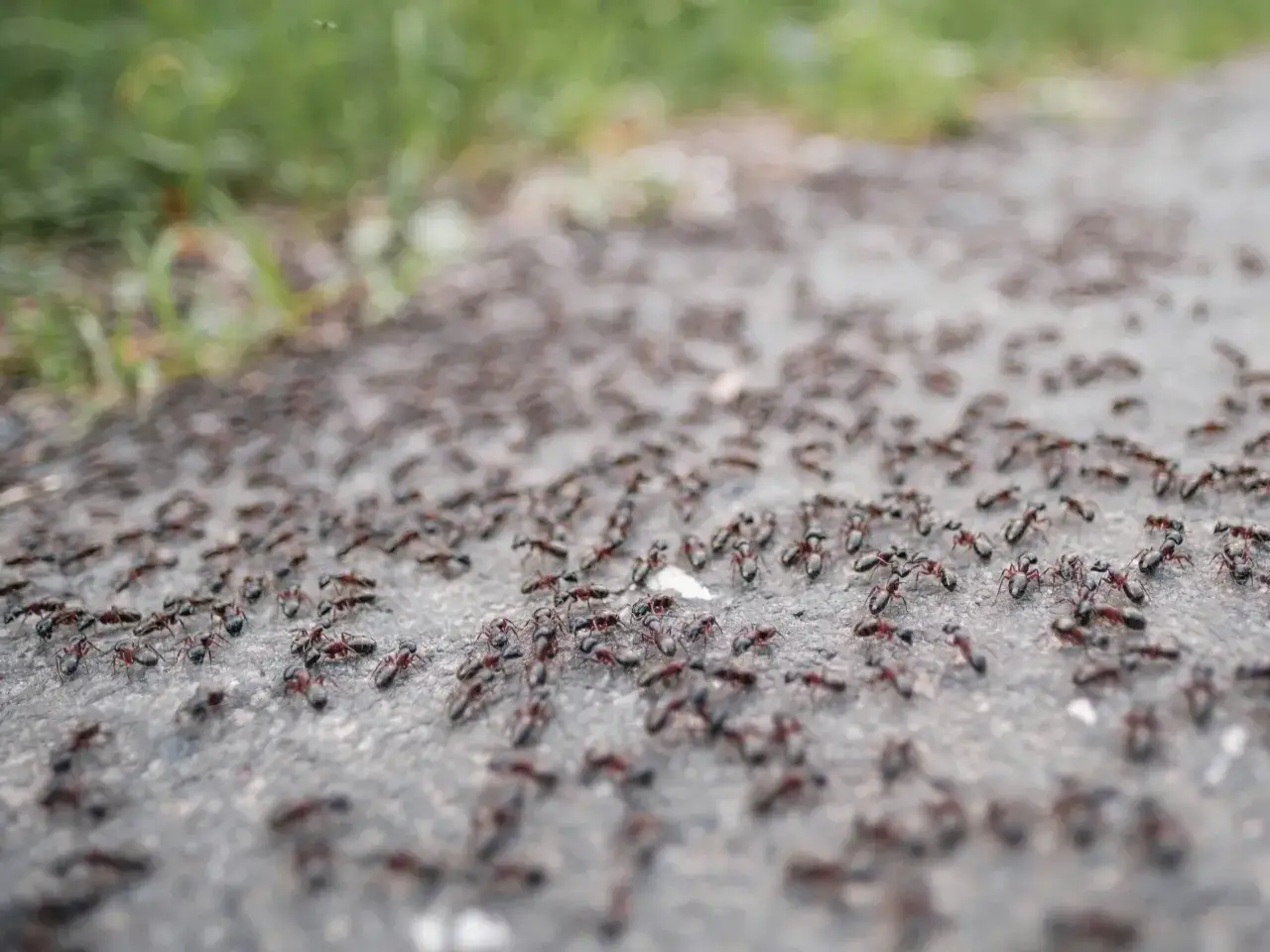 Rój mrówek maszeruje po asfalcie. Czego nie lubią mrówki? Z pewnością nie lubią być deptane, a ta ścieżka jest pełna życia.