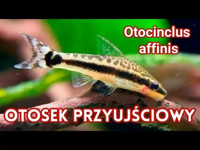 Zdjęcie Otosek czy kosiarka - kt&oacute;ry glonojad lepiej zadba o Twoje akwarium?