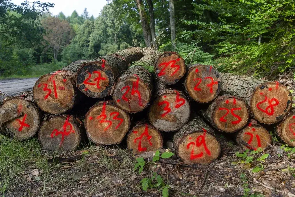 Zdjęcie Jak oznacza się drzewa do wycinki? Zobacz, jakie oznaczenia są używane