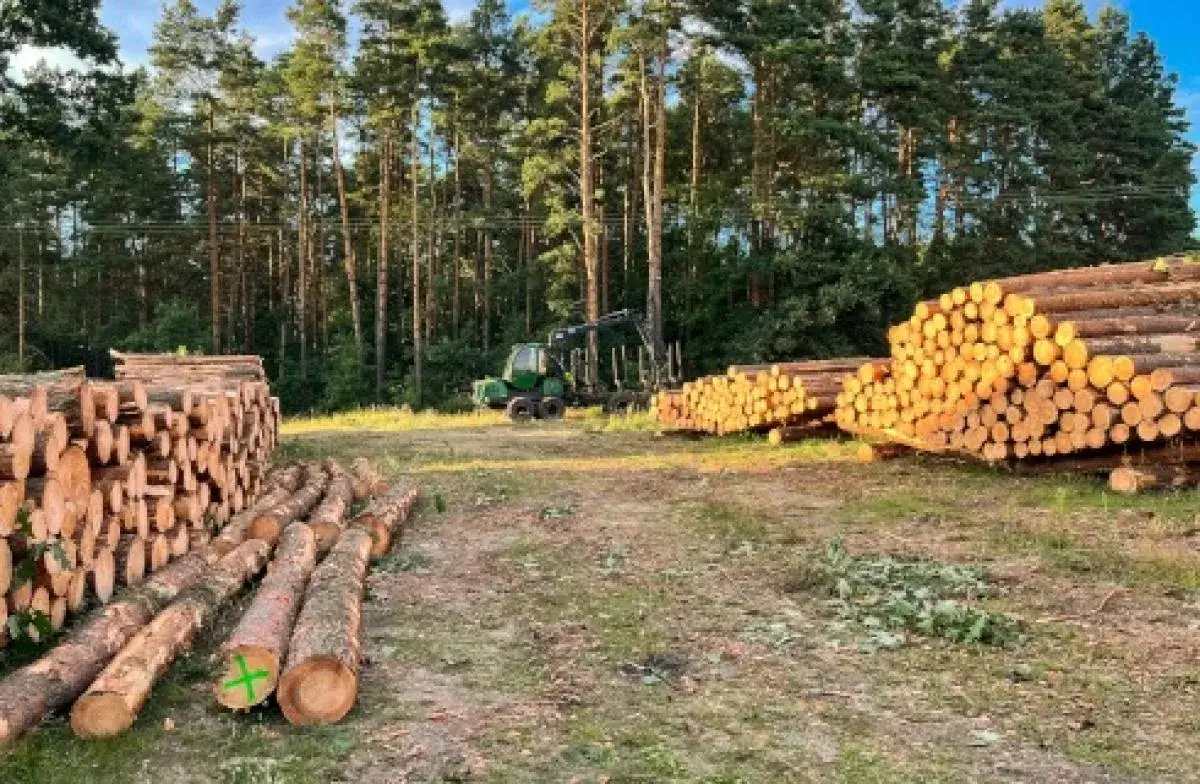 Zdjęcie Jak legalnie wyciąć drzewa na swojej posesji bez kłopotów?