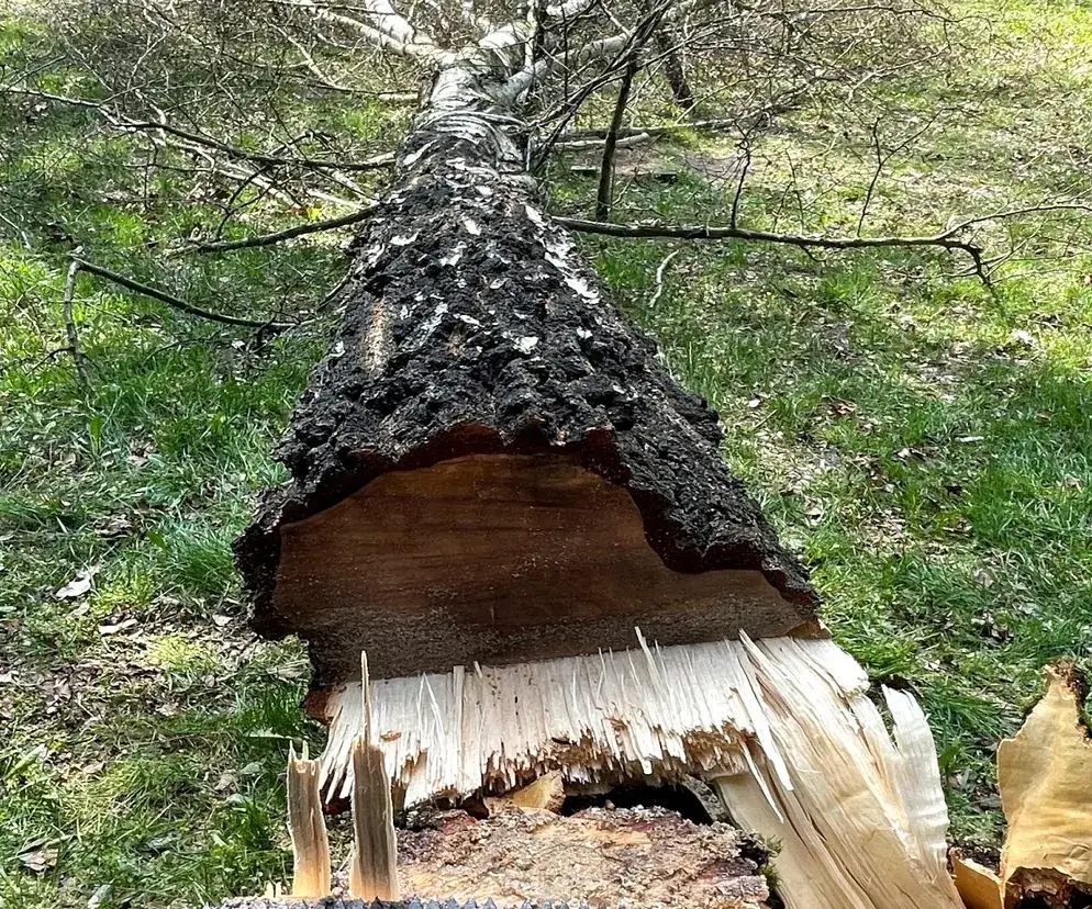 Zdjęcie Ile kosztuje pozwolenie na wycięcie drzewa? Sprawdź ukryte opłaty